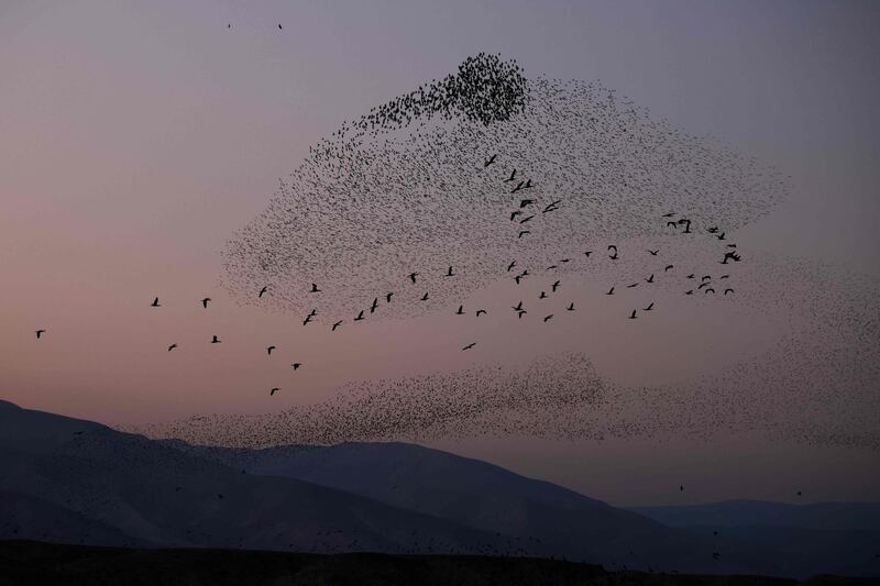 A murmuration of starlings flock above the Jordan Valley in the West Bank before landing to sleep, along the border with Jordan.  AFP