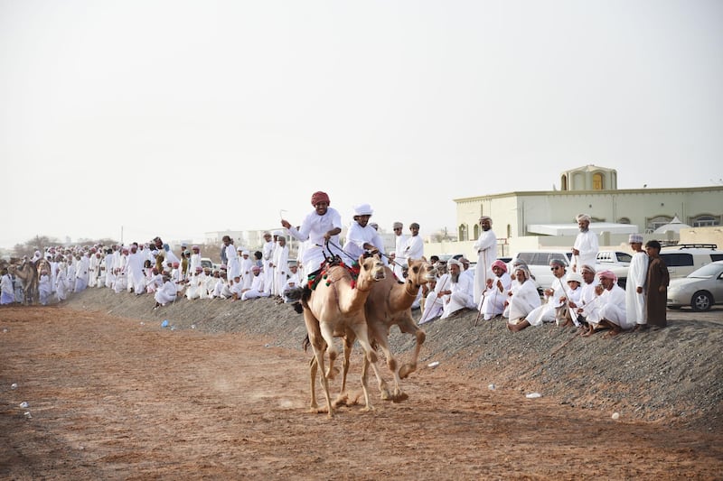 A pair of camels racing in Yahmadi. Riders perform for free and no prizes are given. Courtesy David Ismael