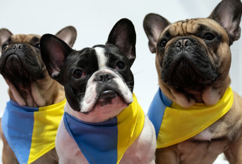 French bulldogs Vito, Verdi and Eric wears scarves in the colours of the Ukrainian flag. PA
