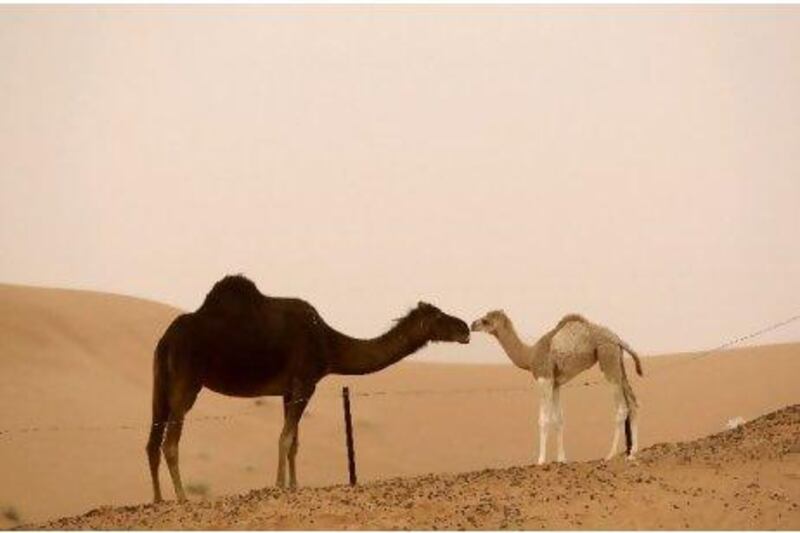 Camels, such as these on a farm in Al Ain, and other livestock could benefit from a proposed integrated improvement programe. Ryan Carter / The National