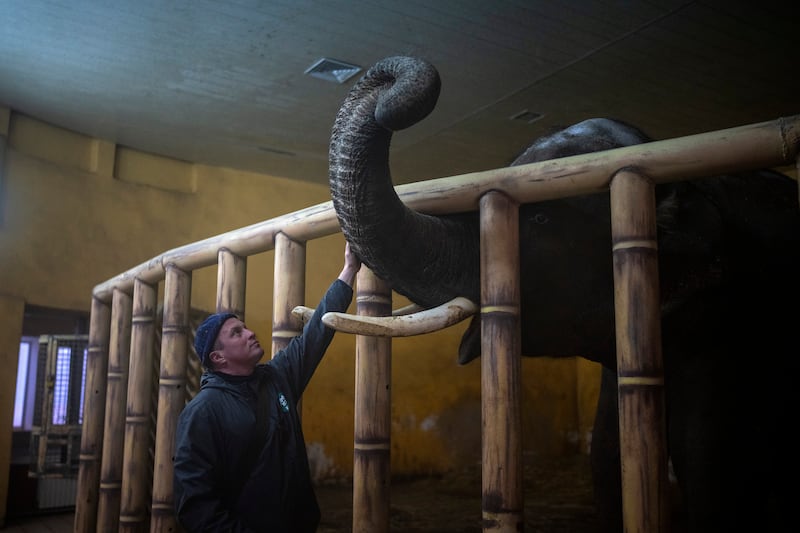 Animal keeper Kirilo Trantin comforts an elephant at Kiev Zoo in Ukraine. AP
