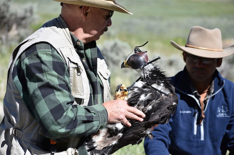 Mr Preston and other researchers are trying to find ways to reduce golden eagle deaths from collisions with wind turbines. AP