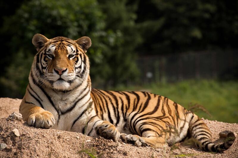 (FILES) In this file photo taken on August 25, 2017, a Siberian tiger sits in the Hengdaohezi Siberian Tiger Park in Hengdaohezi township on the outskirts of Mudanjiang. Myanmar has opened the way for the commericial farming of tigers, pangolins and other endangered species, a move conservationists fear will drive Chinese demand for rare wildlife products and ultimately increase poaching. - 
 / AFP / Nicolas ASFOURI
