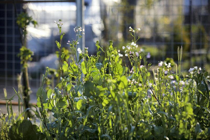 Azadi Community Garden Lemon Tree Trust. courtesy: Britt Willoughby Dyer