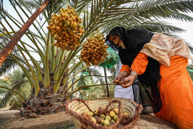 An Emirati woman placed freshly-picked dates from a palm tree into a basket during the annual Liwa Date Festival in the western region of Liwa, south of Abu Dhabi. AFP