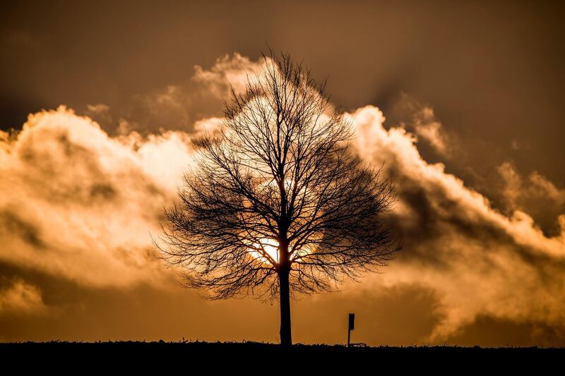 The sun sets behind a tree in Uster, Switzerland. Christian Merz /  EPA