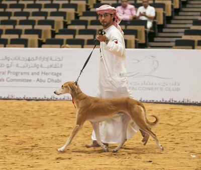 Zeheaban, a four-year-old male saluki, is a previous winner. Mona Al Marzooqi / The National