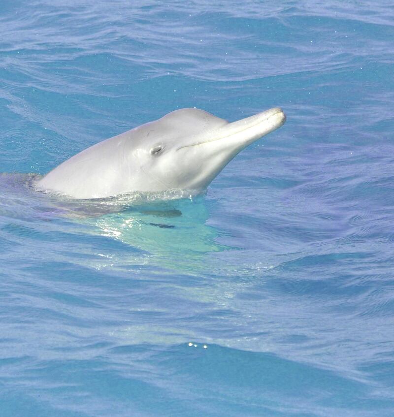 In recent years, scientists have spotted the Indian Ocean humpback dolphin in UAE waters. Courtesy: Environment Agency Abu Dhabi