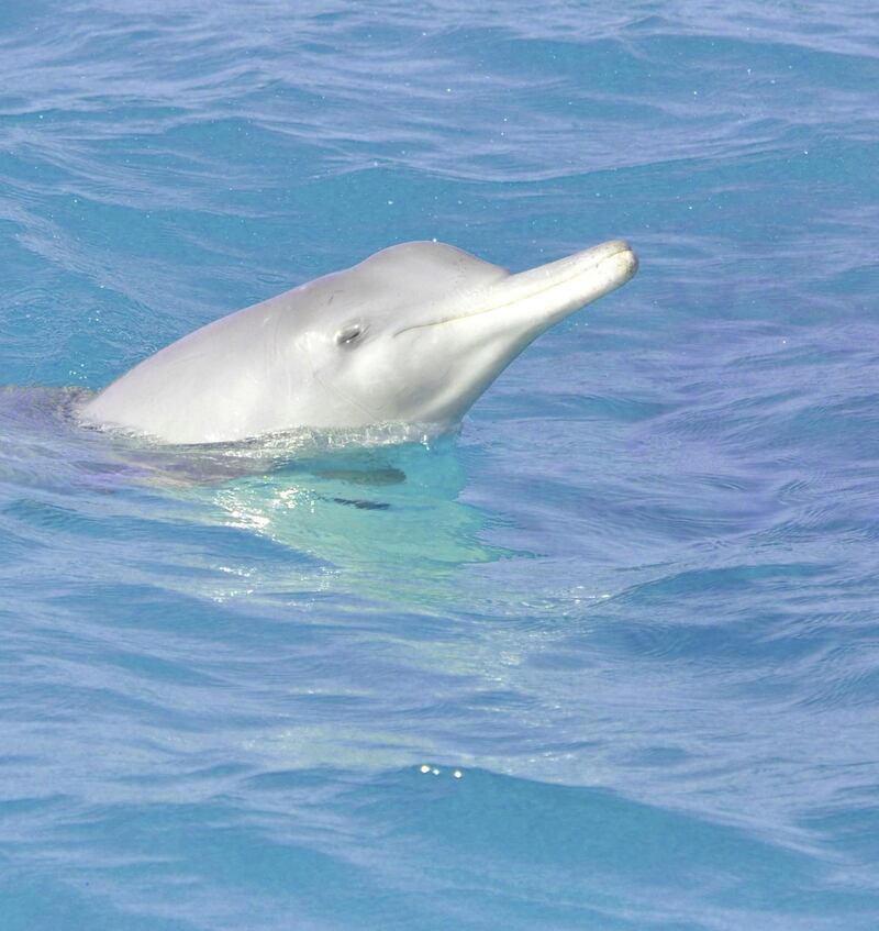 Based on their observations, the researchers estimated the total population of the Indo-Pacific bottlenose dolphin in Abu Dhabi waters was about 782 individuals. Courtesy: Environment Agency Abu Dhabi