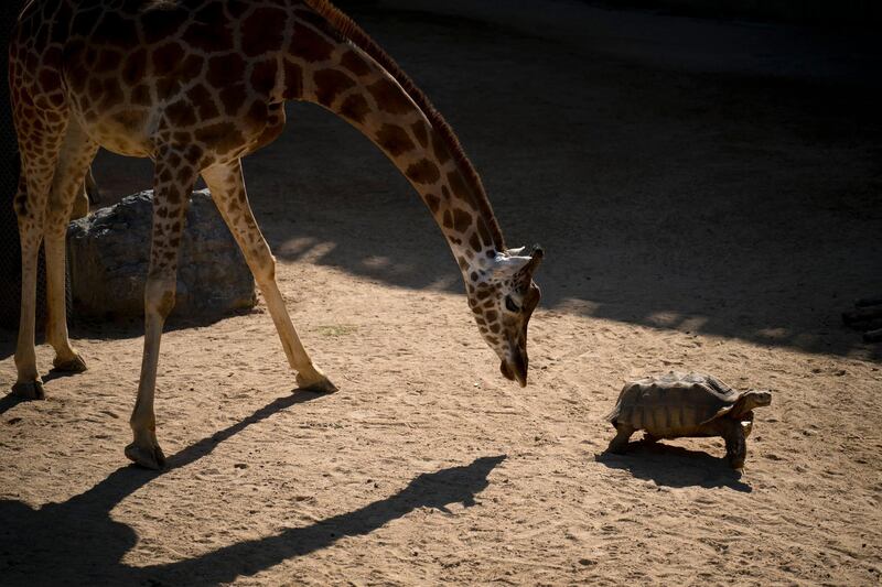 A giraffe examines an African spurred tortoise at the zoo in Barcelona, Spain. AP Photo