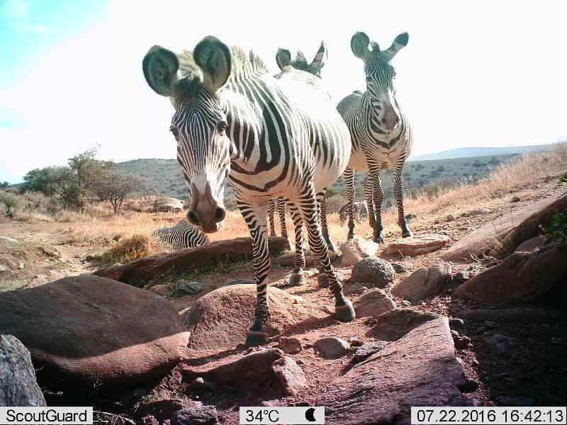 This one zebra's a real camera hog. Lewa Wildlife Conservancy / ZSL