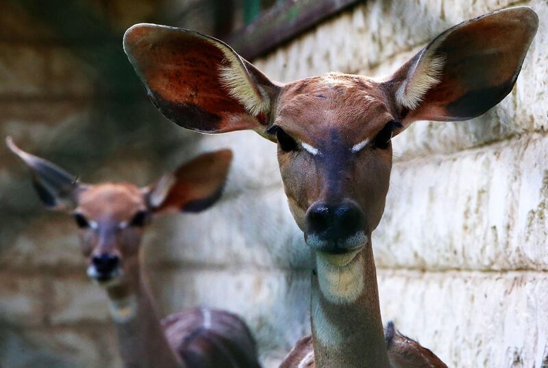 Lesser kudus in their enclosure at Kuwait Zoo. AFP