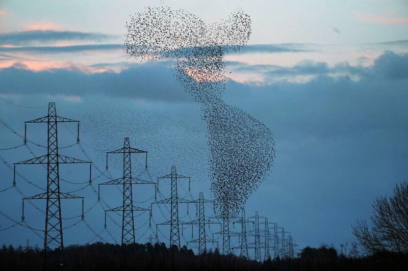 A murmuration of starlings fly, near Gretna Green, in the south of Scotland, UK. AP Photo