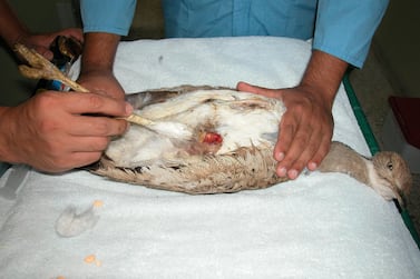 One of twelve houbara birds seized from smugglers was found to be infected with E-coli bacteria and had to be euthanised. The rest are to be released back to the wild. Courtesy International Fund for Houbara Conservation 