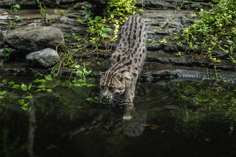 A fishing cat  is seen inside its enclosure at Gembira Loka zoo closed for public to curb the spread of the coronavirus in Yogyakarta, Indonesia. Getty