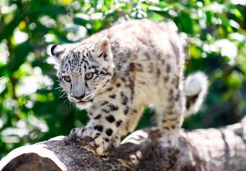 A baby snow leopard walks through its enclosure at the Wilhelma zoo in Stuttgart, southern Germany. AFP