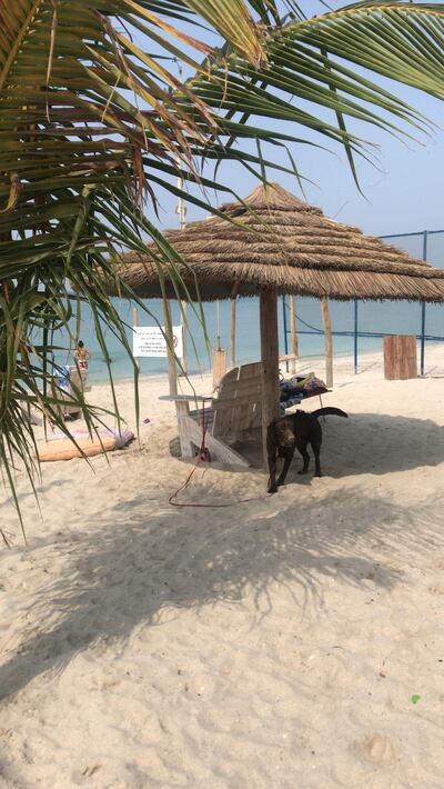 Dogs are welcome on the beach and inside the cafe and shop at Kite Beach Centre, Umm Al Quwain. Farah Andrews / The National 