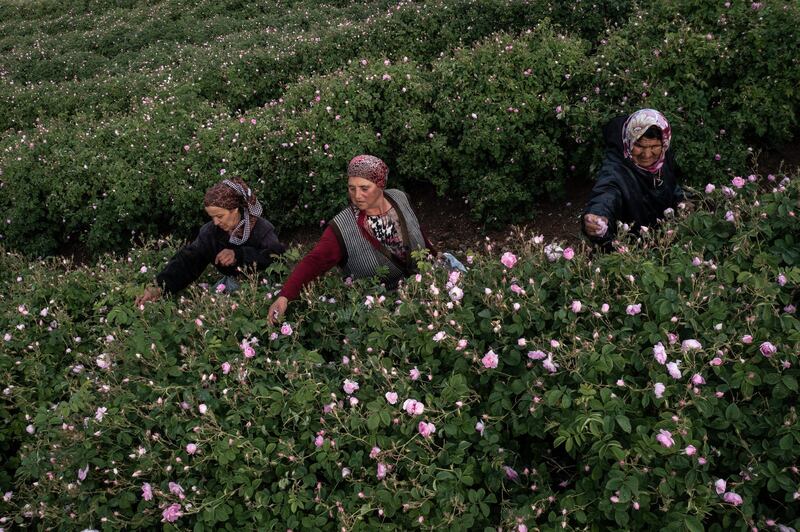 Women pick roses during the annual rose harvest at a farm supplying roses to Gulsha Cosmetics in Isparta, Turkey. Isparta, known as the "land of roses" produces 60 per cent of the world's rose harvest. Getty Images