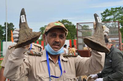 A forest official shows seized rhino horns before burning them in an anti-poaching drive to mark World Rhino Day near the Kaziranga National Park in Bokakhat. AFP