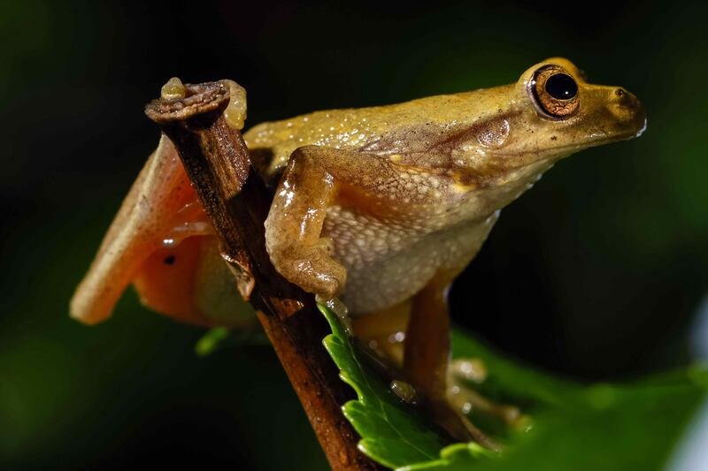 A frog from the grassland in the Poas area