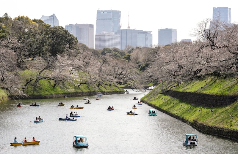 Visitors ride on boats to view cherry blossoms starting to bloom on Chidorigafuchi Moat in Tokyo. EPA