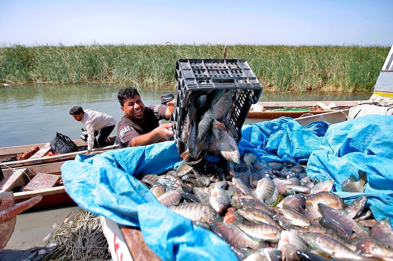 Fishermen unload the day's catch from the marshes into pick-up trucks in Chibayish, Iraq, Saturday, May, 1, 2021. Deep within Iraq's celebrated marsh lands, conservationists are sounding alarm bells and issuing a stark warning: Without quick action, the UNESCO protected site could all but wither away. (AP Photo/Anmar Khalil)