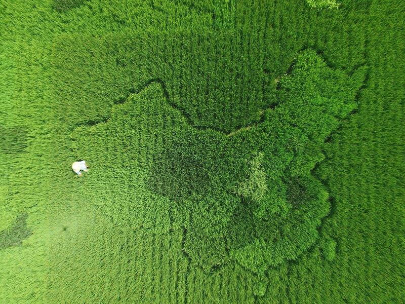 A man works in a rice field where rice crop is planted in a shape which looks like a map of China, ahead of China’s National Day, in Shanghai, China. Reuters