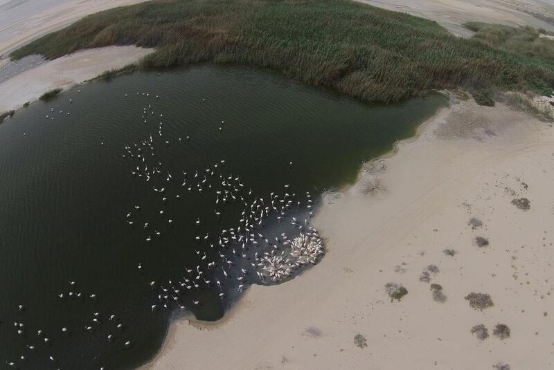 Al Wathba Wetland Reserve is famous for its flamingo population. Courtesy, Environment Agency Abu Dhabi