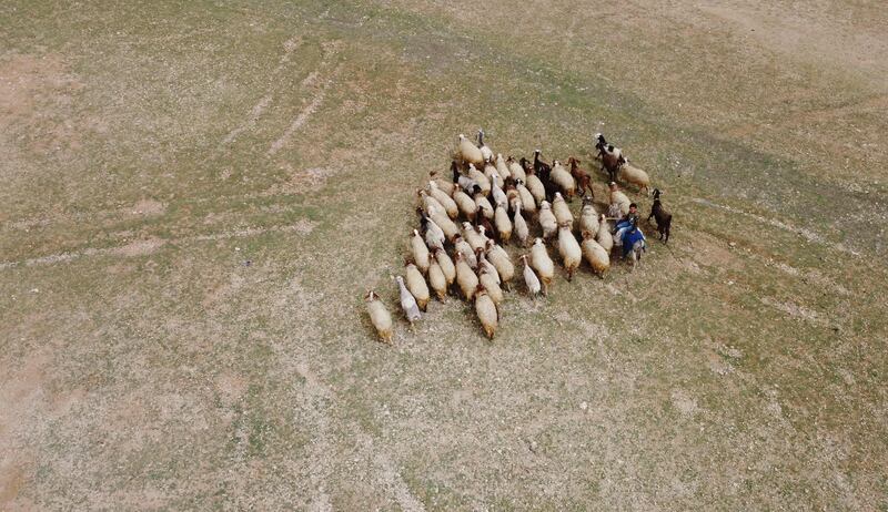 This aerial view shows shepherds guiding their sheep in a dry field in the countryside of the city of Tabqa in Syria's Raqqa governorate, on June 2, 2022.  - Syria is among the countries most vulnerable and poorly prepared for climate change, which is forecast to worsen, posing a further threat to the wheat harvests that are an essential income source for a war-battered population.  The trend is most evident in Syria's once-fertile northeast where wheat fields are drying to a crisp because of severe drought and low rainfall, challenges also faced by Iraq and other neighbouring countries.  (Photo by Delil SOULEIMAN  /  AFP)