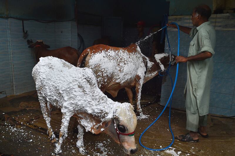 A man washes a sacrificial cattle at a car wash in Karachi, southern Pakistan, before Eid Al Adha. EPA