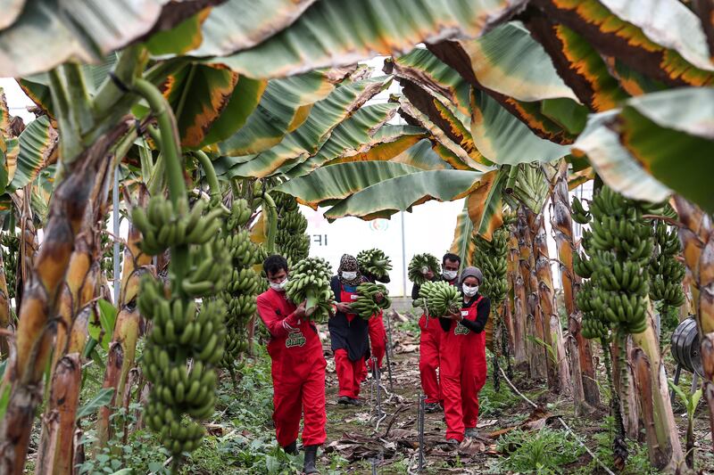 Syrian refugees collect fruit during the banana harvest at the Turkish Red Crescent's vocational training centre in Hatay city, Turkey. EPA