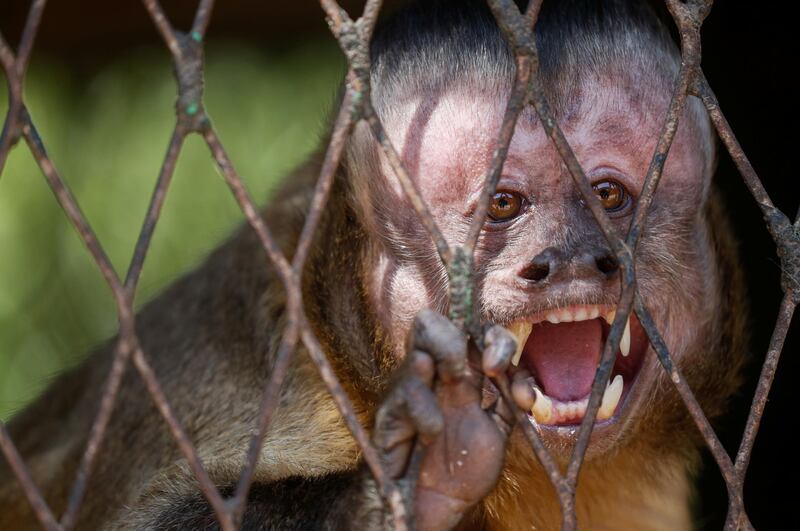 A capuchin monkey looks out from its cage in Giza Zoo after it was closed to visitors. Reuters