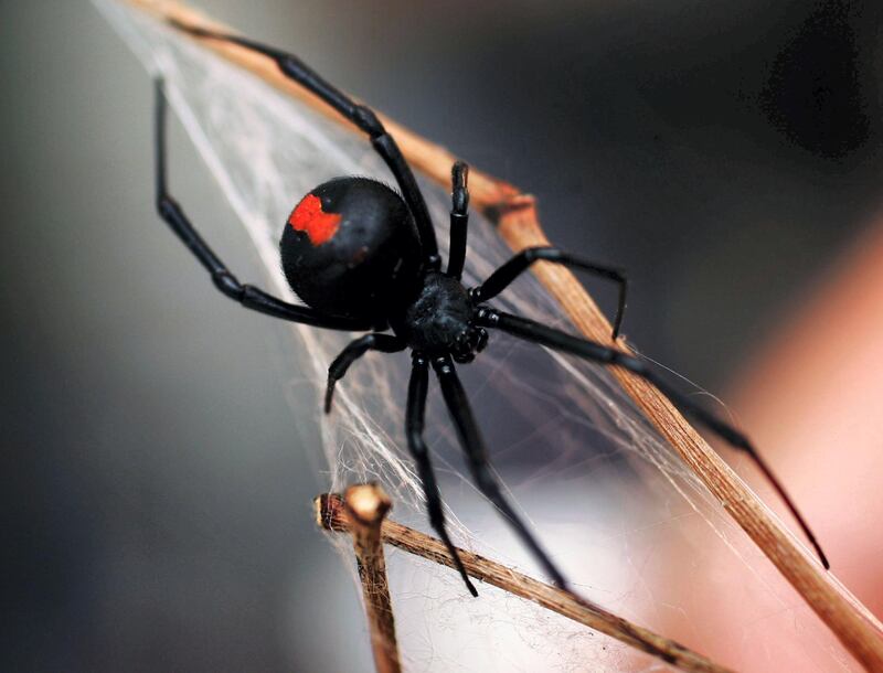 SYDNEY, NSW - JANUARY 23:  A Redback Spider is pictured at the Australian Reptile Park January 23, 2006 in Sydney, Australia. The Redback, probably Australia's best-known deadly spider is found all over Australia and is a close relative of the Black Widow Spider from the U.S. Only the female Redback is considered dangerous, with their venom containing neurotoxins, which works very slowly. Fatalities, even from untreated bites, are rare. Australia is home to some of the most deadly and poisonous animals on earth.  (Photo by Ian Waldie/Getty Images)