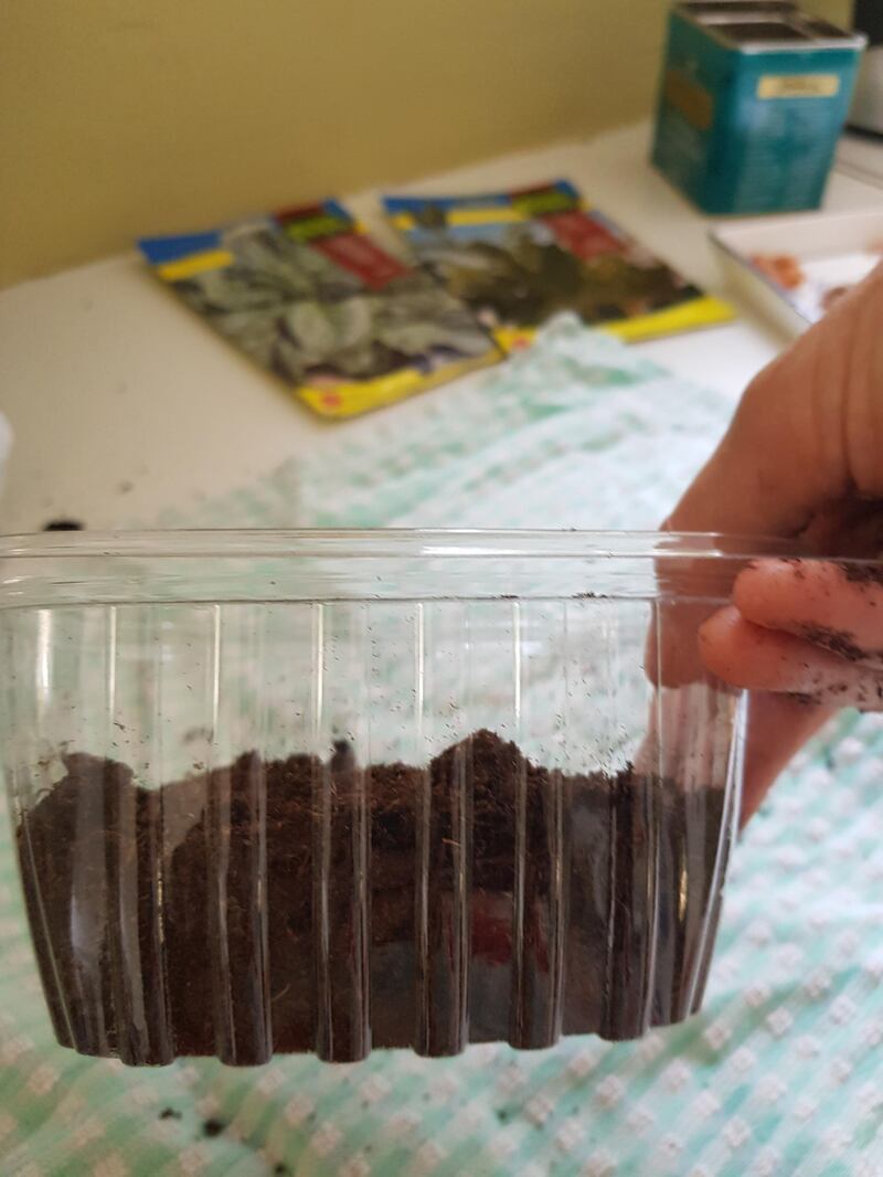 Step 2: Fill an empty container with soil. I discovered that empty supermarket date boxes are ideal.