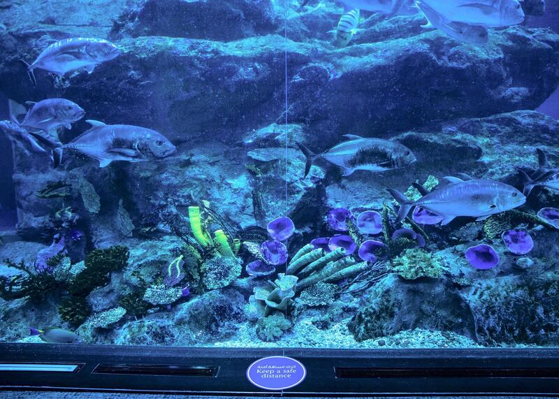 DUBAI, UNITED ARAB EMIRATES. 11 JUNE 2020. 
Signs requiring people to social distance at Dubai Mall’s Dubai Aquarium and Underwater Zoo
(Photo: Reem Mohammed/The National)

Reporter:
Section: