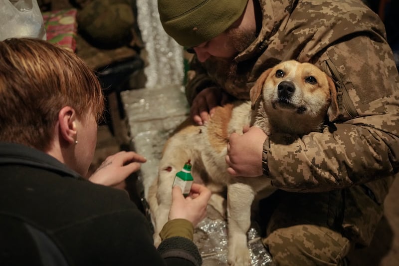 A Ukrainian servicewoman disinfects the wounds of a dog injured by razor wire at a frontline position outside Popasna, the Luhansk region, in eastern Ukraine. AP