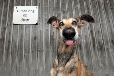 'Guard Dog on Duty' by Elke Vogelsang. Courtesy Mars Petcare 