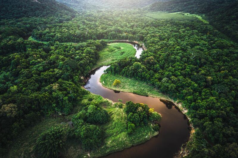Mata Atlantica - Atlantic Forest in Brazil. Getty Images
