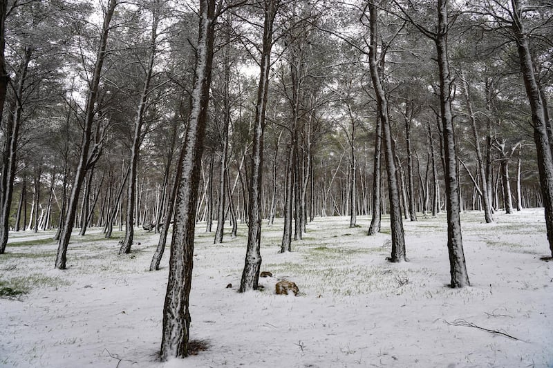 This picture taken on February 16, 2021 shows a view of a snowy forest area in the Sidi al-Hamri region of Libya's eastern Jebel Akhdar (Green Mountain) upland region, about 200 kilometres east of Benghazi. (Photo by - / AFP)