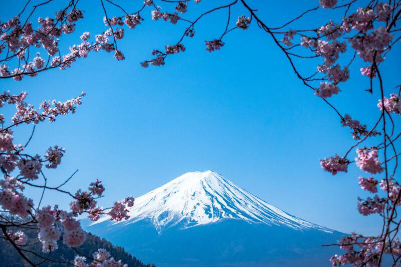 3. Cherry blossom season comes soon to Japan with blooms at the base of Mount Fuji expected in April. Photo: JJ Ying / Unsplash