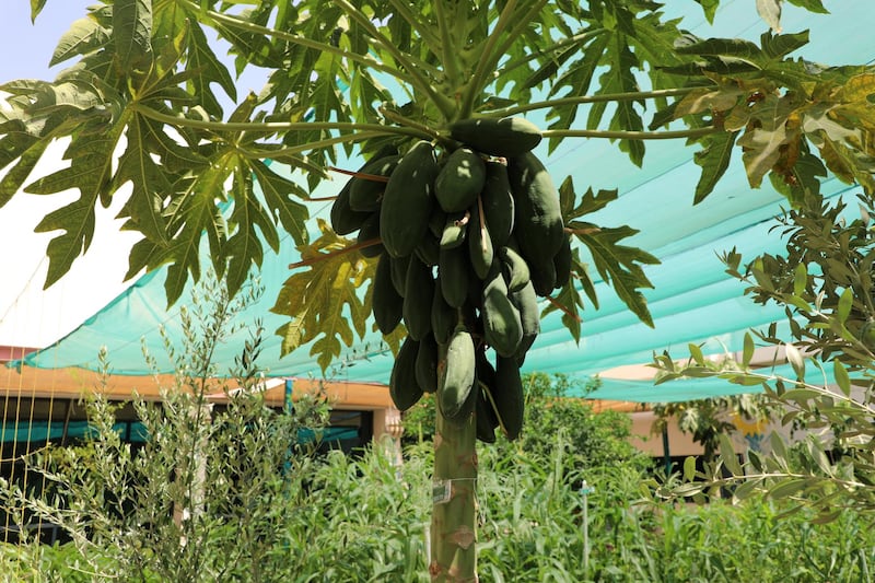 A papaya tree at Dubai Central Jail's organic farm. Nilanjana Gupta/ The National