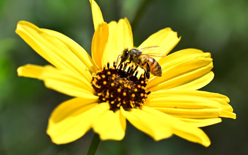 A bee lands on a yellow daisy along the Eaton Canyon Trail in Pasadena, California.  Following a winter of much rain, wildflowers are blooming all over California. AFP
