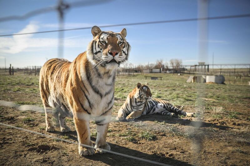 Two of the 39 tigers rescued in 2017 from Joe Exotic's GW Exotic Animal Park relax at the Wild Animal Sanctuary in Keenesburg, Colorado. Exotic, star of the wildly successful Netflix docu-series Tiger King, is currently in prison for a murder-for-hire plot and surrendered some of his animals to the Wild Animal Sanctuary. The Sanctuary cares for some 550 animals on two expansive reserves in Colorado.   Getty Images