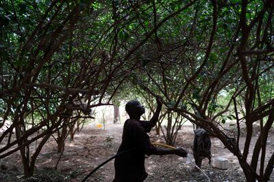 An orchard in Senegal, which provides a haven from the heat and sand as well as a harvest. AP