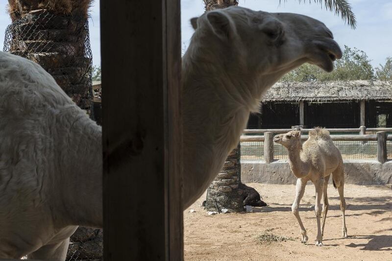 The camels on display are among the popular attractions with visitors at the park. Antonie Robertson / The National