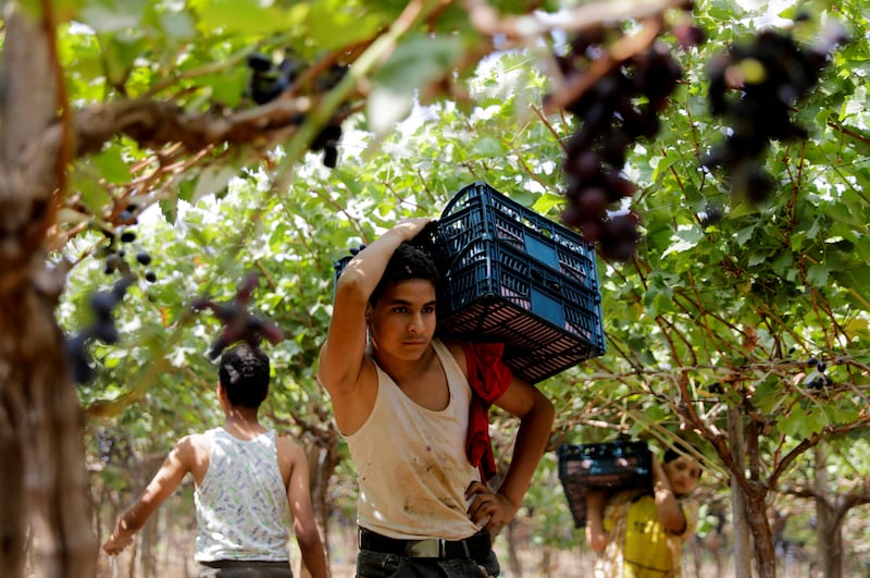 A boy carries harvested grapes.