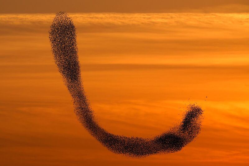 A flock of starling birds fly in formation at sunset near the Arab town of Rahat, southern Israel. Abir Sultan / EPA