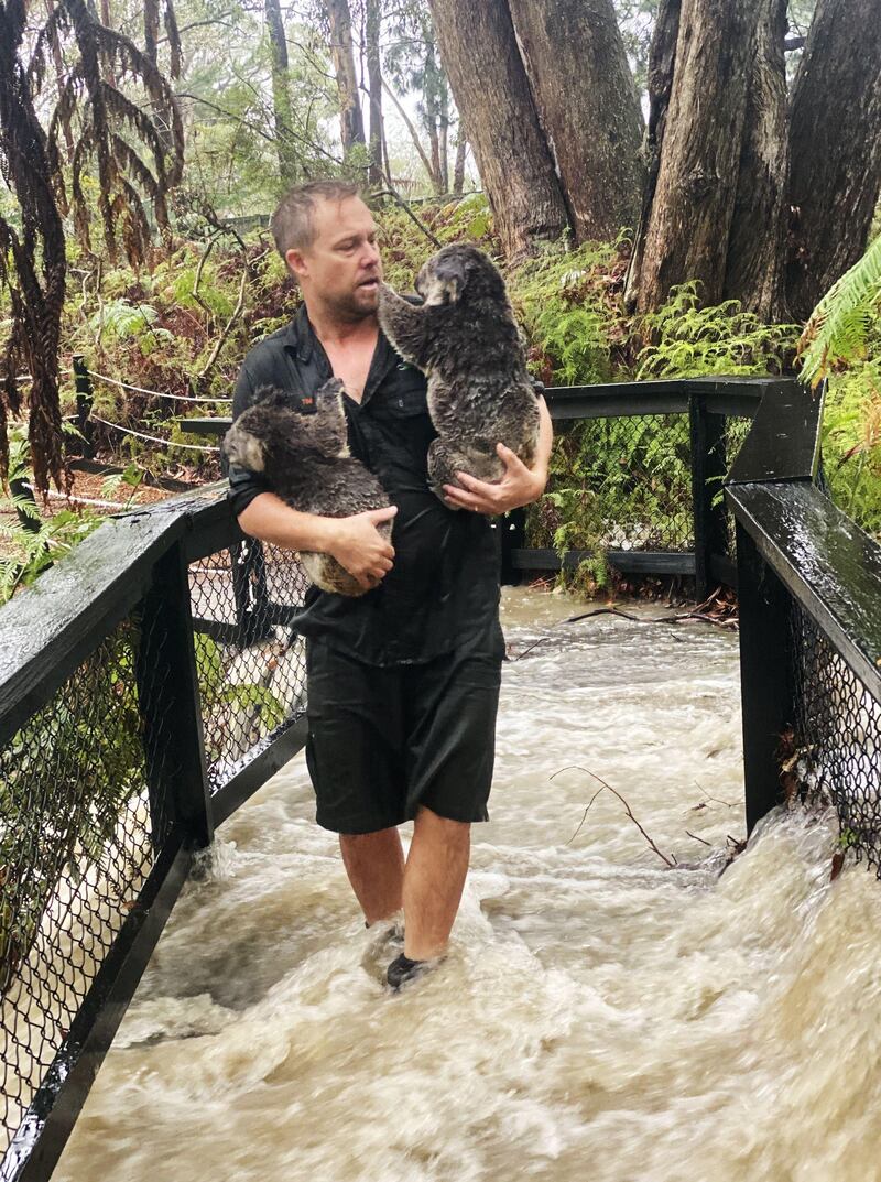 A handout photo taken and received on January 17, 2020 from the Australian Reptile Park shows a staff member carrying koalas during a flash flood at the Australian Reptile Park in Somersby, some 50 kilometres north of Sydney. Heavy rain fell on bushfires in eastern Australia for a second straight day, offering further relief from a months-long crisis, but dozens of blazes remained out of control. AFP
