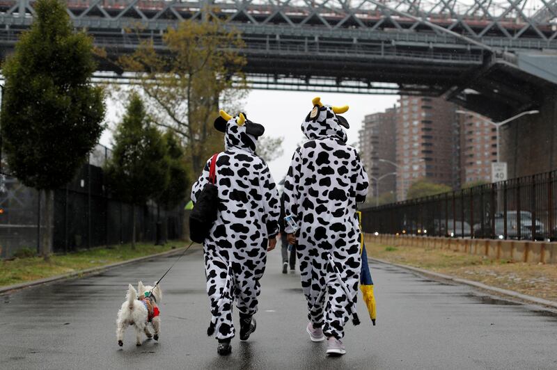 People dressed as cows walk toward the Tompkins Square Halloween Dog Parade in Manhattan, New York City, U.S. REUTERS