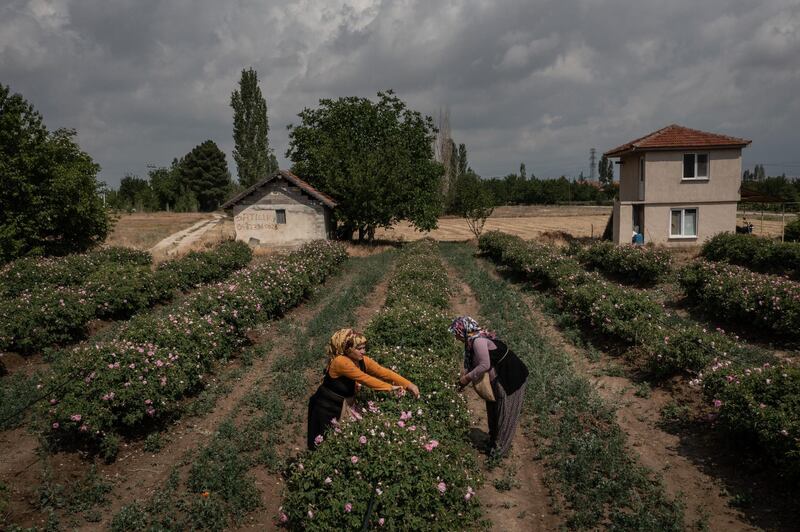 In the past two years coronavirus and extreme drought conditions in Turkey hurt the annual rose harvest with production down about 30 per cent. Getty Images